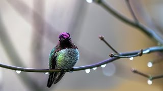 AVE MARIA by Leo Rojas - SOUL BIRD