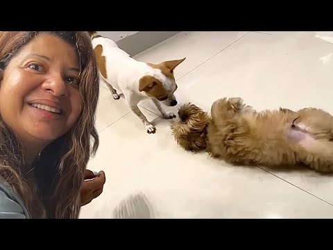 COCO wants to PLAY with CHHUNCHHUN😃