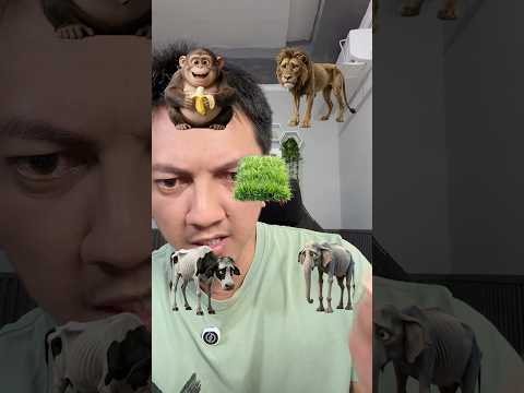 Kasih Makan ke Hewan Hewan