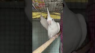 Download lagu 😍Albion 🤍 cockatiel 🦜🦜😍 mp3