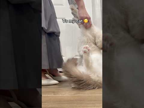 Перед тем как снимать тренд с котиками спросите их мнение 😹 #шортс #юмор