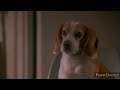 Dr Dolittle 2 Opening