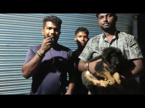 Gsd puppy delivery in Nazira//Night puppy delivery//Assam puppy 6001510852