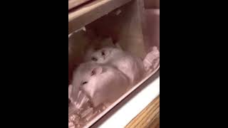 おやすみハムスター🐹
