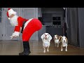 Dogs are Shocked by Twerking Santa! Funny Dogs Maymo, Indie & Potpie Get Christmas Dance Party
