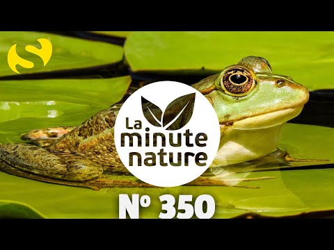 8 SCOOPS ABOUT FROGS (No. 350)