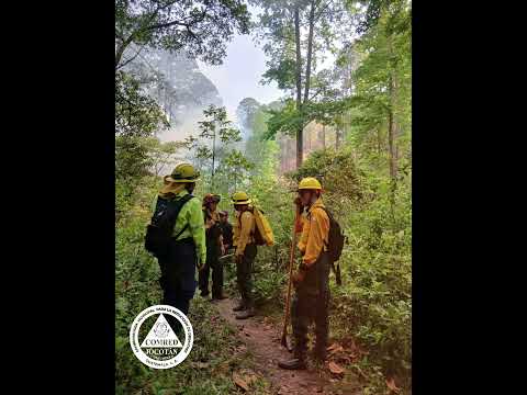INCENDIO FORESTAL LIQUIDADO EN GUAYABILLAS