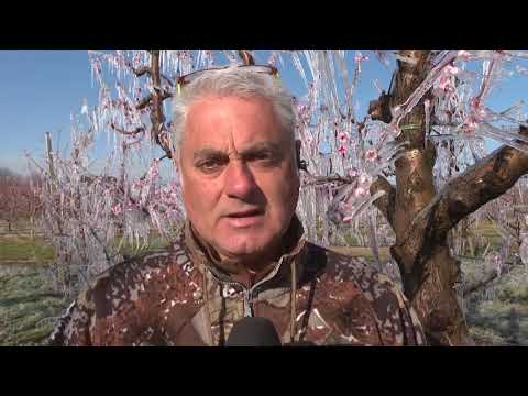 Frutteti nella morsa del gelo: nei distretti irrigui del Consorzio il servizio antibrina