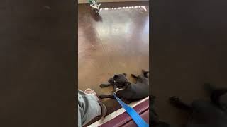Video preview image #1 Chug Puppy For Sale in San Diego, CA, USA