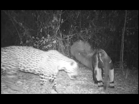 Dia da caça: tamanduá bota onça para correr no Maranhão