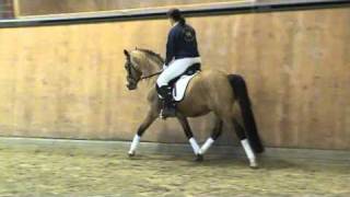 Video of Golden Dream R