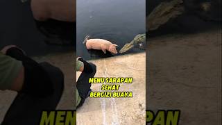 Download lagu Feed the crocodile 1 pig #howtocut #crocodile mp3