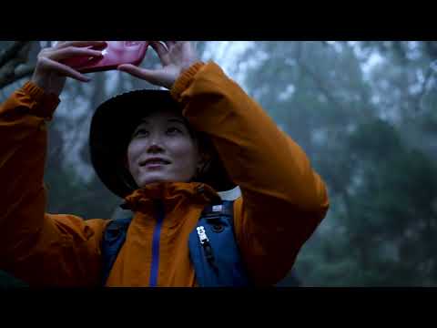 Primeval cedar forest　佐渡天然杉　Invitation To Sado's Enchanted Forest