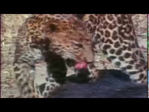 Leopard Documentary - Leopards of Sawai Madipur