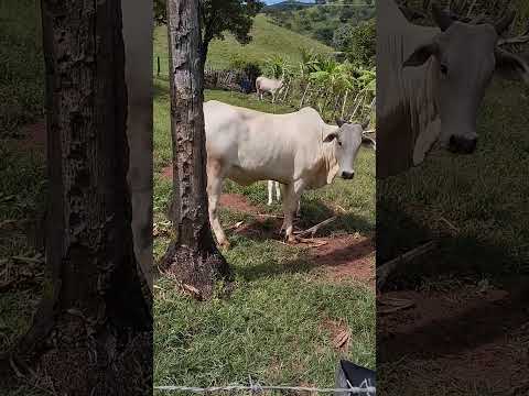 Fazenda esperança!!  Formoso Go !
