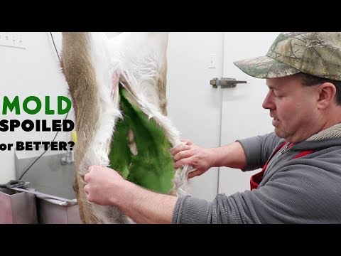 BUTCHER EXPLAINS AGING MEAT VS ROTTEN MEAT - How Do You Age Meat Safely?