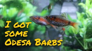 Odesa Barbs : Tank Side Chat