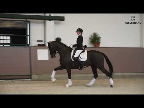 In My Mind by Ibiza / Fidermark NRW - stallion born 2017 (GER)