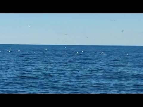La Traque Intense des Thons Rouge en Baie de St Brieuc