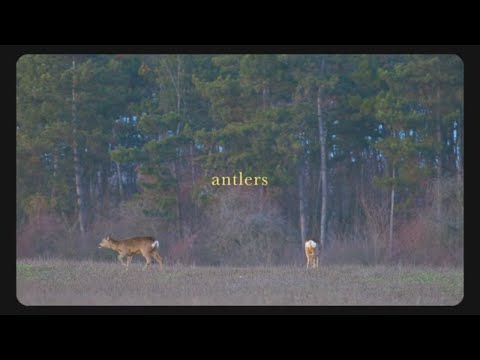 The Crystal Casino Band - Antlers (OFFICIAL VIDEO)