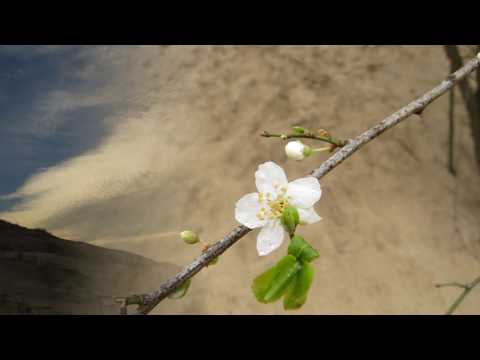 Psalm 132 verzen 7, 11 en 12.