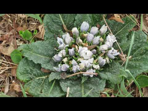 Gemeine Alraune Info und Erfahrungsbericht [Reupload]