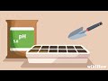 How To Plant Cannabis Seeds Indoors