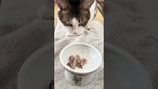 2026年9月25日 今日のしーちゃんฅ^•ω•^ฅ