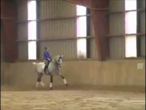 Quizhou - Grand Prix PRE Andalusian Prospect