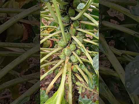 9月から2月にかけて実りの多い収穫を得るために芽キャベツを植えるにはどうすればよいでしょうか?  庭園