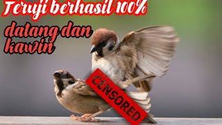 Download lagu Masteran//pikat//pancingan burung golejra//gereja//finch mp3 Download lagu Masteran//pikat//pancingan burung golejra//gereja//finch mp3