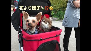 preview picture of video '愛犬とライトアップした花菖蒲を見て太宰府天満宮の参拝が快適過ぎた〜'