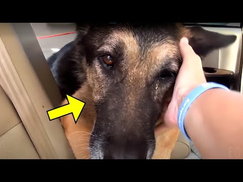 Dieser Alte Hund hatte das Leben schon aufgegeben. Dann geschah etwas Unerwartetes!