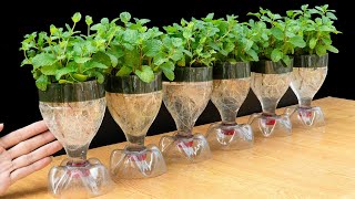 Method for growing hydroponic mint in plastic bottles, Growing vegetables at home for free