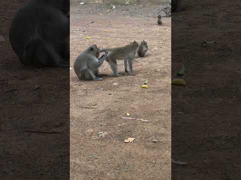 Lovely monkey meeting short video #shorts #adorable #monkey #cute #animals #babymonkey #poormonkey