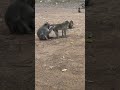Lovely Monkey Meeting Short Video Shorts Adorable Monkey Cute Animals Babymonkey Poormonkey