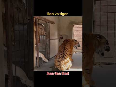face to face lion vs tiger