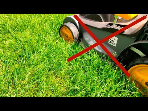 Die 4 häufigsten Fehler beim Rasen mähen und wie du sie vermeidest!