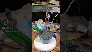 orchid! here's one you can't kill! #stainedglass #orchid #flowers #unkillable #houseplant