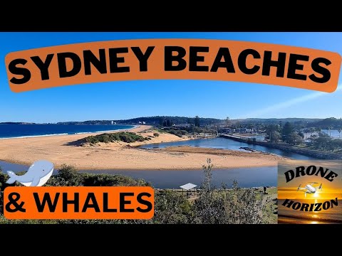 Drone Horizon - Sydney Beaches & Whales
