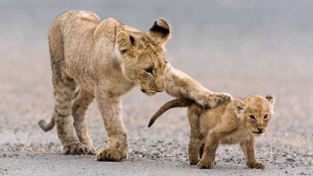 Illustrations of the Kingdom of God - The donkey, the fox and the lion - J. P. - Glory to Jesus