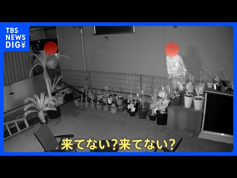園芸 庭と家を監視するカメラ