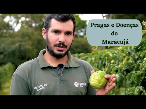 Como identificar e controlar as principais PRAGAS e DOENÇAS de MARACUJÁ