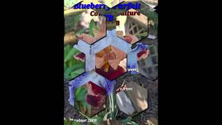 #flower #flowers #orchid #iris #flowergarden #gardenflowers #garden #gardening #plants