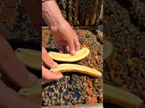 Feeding Bees A Banana! 🍌🐝 #shorts