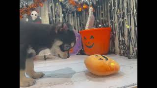 チワワ(スムース)の動画01