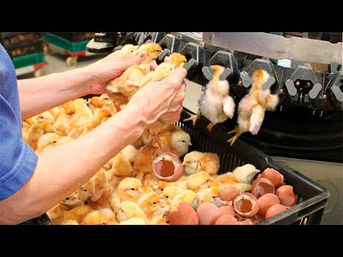 COMO FUNCIONA UMA FÁBRICA DE PINTINHOS COM INCUBADORAS AUTOMÁTICAS?