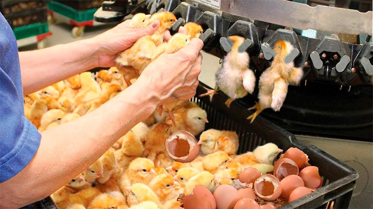 COMO FUNCIONA UMA FÁBRICA DE PINTINHOS COM INCUBADORAS AUTOMÁTICAS?