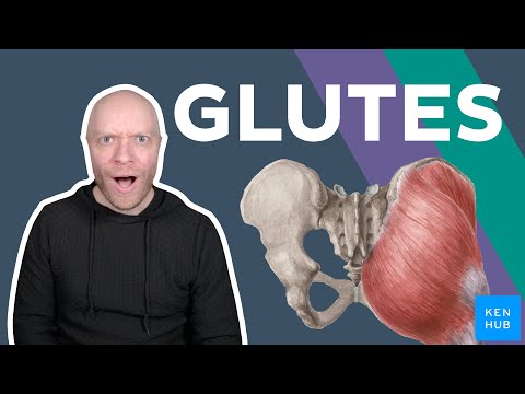 Gluteal muscles: Anatomy and function | Kenhub