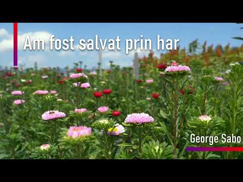 Am fost salvat prin har[ George Sabo
